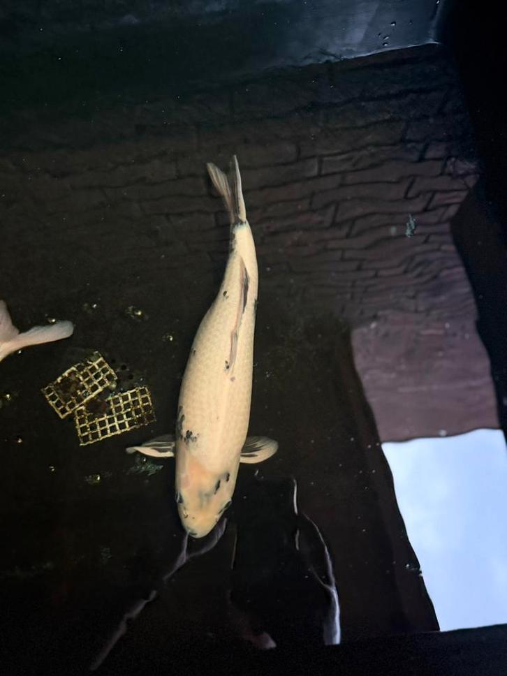 Koi Te Koop – Wegens Verbouwing aantal weg, Dieren en Toebehoren, Vissen | Vijvervissen, Karper of Koi