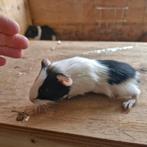 Cavia zeugjes, Vrouwelijk, Cavia, Na 1 juli 2024