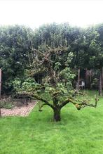 Perenboom gratis ophalen, Ophalen, Lente, Volle zon, 100 tot 250 cm