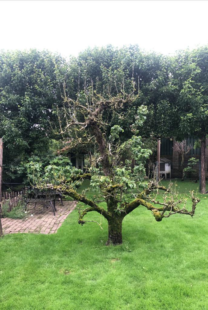 Perenboom gratis ophalen, Tuin en Terras, Planten | Fruitbomen, Perenboom, 100 tot 250 cm, Volle zon, Lente, In pot, Ophalen