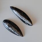 Twee Orthoceras Fossielen, Verzamelen, Ophalen of Verzenden, Fossiel