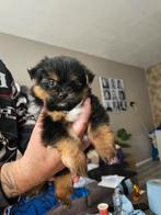 maltipoo x pomeranian pups, Dieren en Toebehoren, Honden | Niet-rashonden, Meerdere, Meerdere dieren, Klein, Nederland