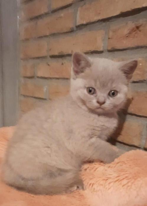 Britse korthaar Lillac kleur, Dieren en Toebehoren, Katten en Kittens | Raskatten | Korthaar, Ontwormd