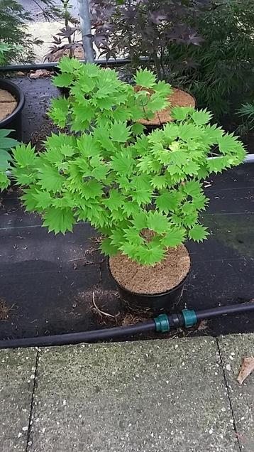 Acer ofwel Japanse Esdoorn meerdere soorten en maten te koop beschikbaar voor biedingen