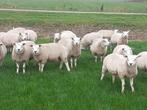 Dekrammen boeren texelaar engels, Dieren en Toebehoren, Mannelijk, Schaap, 0 tot 2 jaar