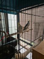 Twee vogel met twee eieren Koppel, Dieren en Toebehoren, Vogels | Parkieten en Papegaaien, Meerdere dieren, Parkiet