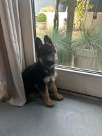 Duitse herder pup reu, Dieren en Toebehoren, Honden | Herdershonden en Veedrijvers, 8 tot 15 weken, Meerdere, Meerdere dieren