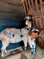 Nubische bokje (cae/cl vrij), Dieren en Toebehoren, Schapen, Geiten en Varkens, Mannelijk, Geit, 0 tot 2 jaar
