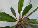 Madagaskar Jewel zaden., Huis en Inrichting, Kamerplanten, Minder dan 100 cm, Ophalen of Verzenden, Halfschaduw, Groene kamerplant