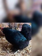 Mooie Cochin kriel hen te koop, Vrouwelijk, Kip