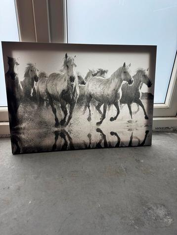 Foto: Wilde Paarden in Zwart-Wit beschikbaar voor biedingen