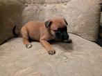 Mechelse X Hollandse herder pups, Rabiës (hondsdolheid), 8 tot 15 weken, Meerdere, Meerdere dieren