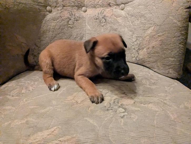 Mechelse X Hollandse herder teefje, Dieren en Toebehoren, Honden | Herdershonden en Veedrijvers, Teef, Herder, Particulier, Eén hond