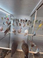 Lachduiven, Dieren en Toebehoren, Vogels | Kanaries, Meerdere dieren, Kleurkanarie