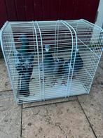 3 mooie en gezonde postduiven 2025, Dieren en Toebehoren, Vogels | Duiven, Meerdere dieren, Postduif