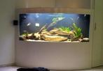 Gratis: Panoramisch hoek-aquarium met toebehoren, Dieren en Toebehoren, Vissen | Aquaria en Toebehoren, Ophalen, Gebruikt, Leeg aquarium