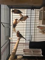 Harlekijn, Dieren en Toebehoren, Meerdere dieren