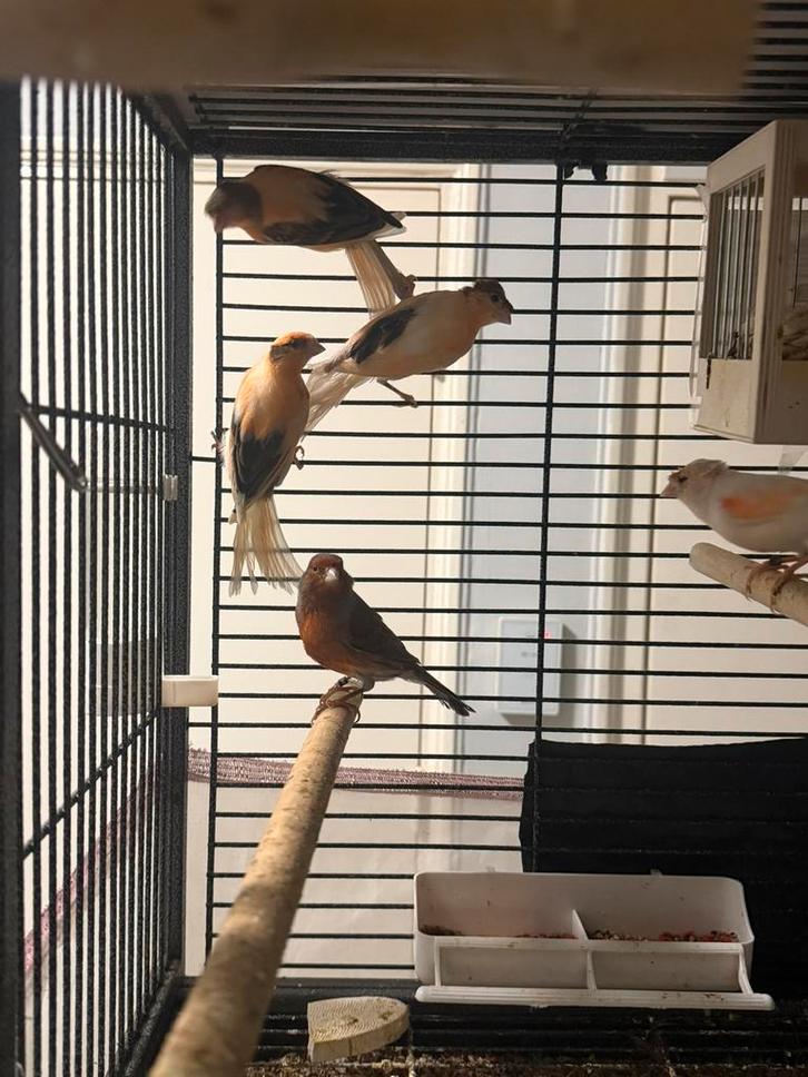 Harlekijn, Dieren en Toebehoren, Vogels | Overige Vogels, Meerdere dieren