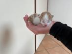 Mooie kittens te koop, Dieren en Toebehoren, Katten en Kittens | Overige Katten, Meerdere dieren