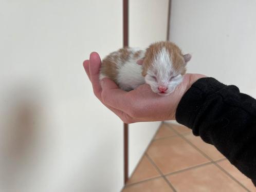 Mooie kittens te koop, Dieren en Toebehoren, Katten en Kittens | Overige Katten, Meerdere dieren