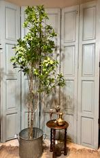 Kunst plant, Japonica, kunst boom, kamer decoratie, Ophalen of Verzenden, Zo goed als nieuw, Binnen