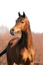Knappe 3 jarige arabische volbloed ruin, Dieren en Toebehoren, Paarden, Minder dan 160 cm, Gechipt, Ruin, 3 tot 6 jaar