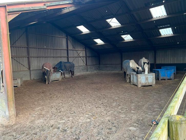 Stalhulp gezocht, Diensten en Vakmensen, Dieren | Paarden | Verzorging, Oppas en Les