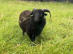 ouessant rammetje, Dieren en Toebehoren, Schapen, Geiten en Varkens, Mannelijk, Schaap, 0 tot 2 jaar