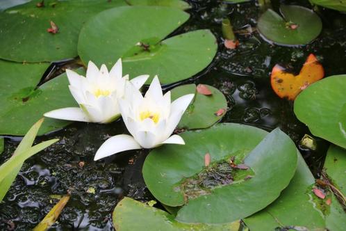 waterlelie, Tuin en Terras, Vijvers, Gebruikt, Ophalen