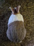 Hollander ram, gouwenaargrijs, Dieren en Toebehoren, Konijnen, Mannelijk, Middelgroot, 0 tot 2 jaar