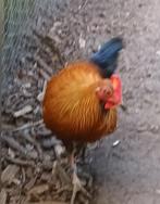 Lafayettehoen, Meerdere dieren, Kip