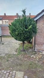 Bolboom - Prachtige Tuinboom, Tuin en Terras, Bloeit niet, 100 tot 250 cm, Ophalen, Volle zon