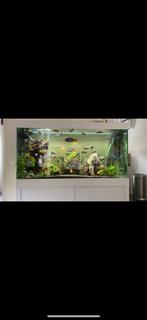 Groot aquarium , compleet, Dieren en Toebehoren, Vissen | Aquaria en Toebehoren, Ophalen, Zo goed als nieuw