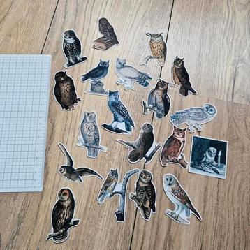 Uilen stickers  beschikbaar voor biedingen
