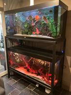 Aquarium stelling, Ophalen, Gevuld zoetwateraquarium