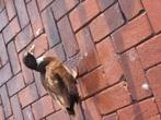 1 stel kwakers 35 euro, Dieren en Toebehoren, Pluimvee, Meerdere dieren, Kip