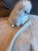 Pomeriaan teefje wit, Particulier, 15 weken tot 1 jaar, Buitenland, Teef