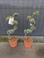 2 stuks Juniperus squamata Blue Carpet bonsai planten, Ophalen, Overige soorten, Volle zon