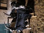 Mooie toggenburger bok, Dieren en Toebehoren, Schapen, Geiten en Varkens, Mannelijk, Geit
