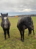 2 schimmel merrie d pony, Dieren en Toebehoren, Paarden, Merrie, Onbeleerd, Minder dan 160 cm, 3 tot 6 jaar