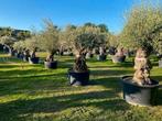 Mediteraanse olijfbomen te koop, met stoere oude stammen, Lente, Overige soorten, Volle zon, In pot