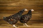 Sussex kip | Gezonde en mooie kippen | Goede legger, Dieren en Toebehoren, Pluimvee, Meerdere dieren, Kip