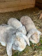 Franse hangoor rammen, Dieren en Toebehoren, Konijnen, Mannelijk, Groot, Hangoor
