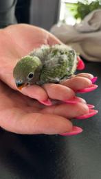 4 baby agapronis te koop, Dieren en Toebehoren, Vogels | Parkieten en Papegaaien, Meerdere dieren, Dwergpapegaai of Agapornis