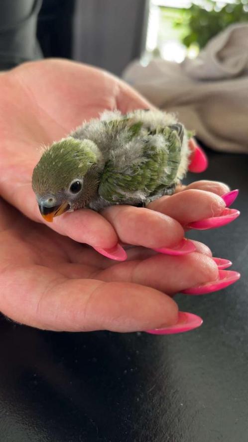 4 baby agapronis te koop, Dieren en Toebehoren, Vogels | Parkieten en Papegaaien, Dwergpapegaai of Agapornis, Meerdere dieren