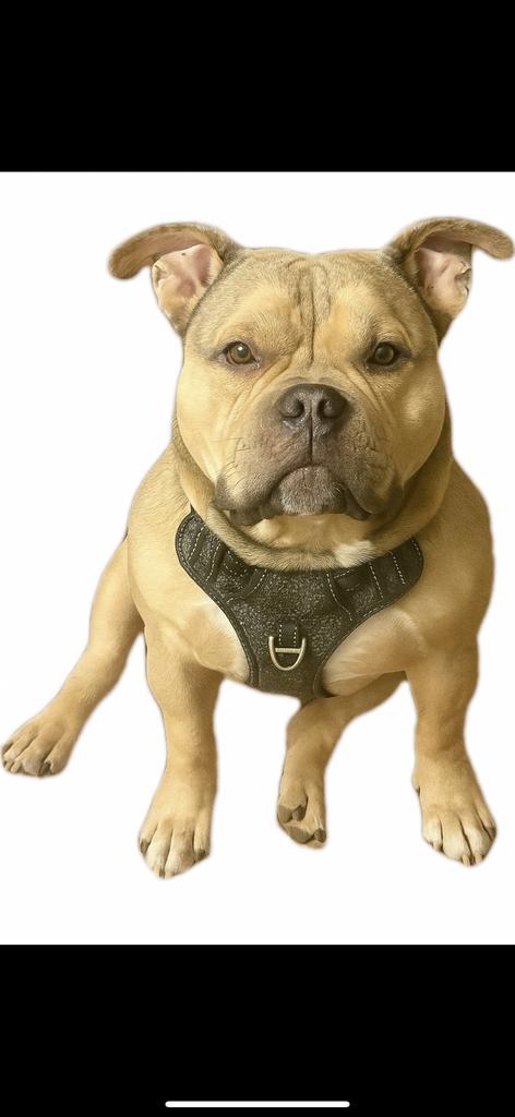 Pocket bully (ter dekking), Dieren en Toebehoren, Honden | Bulldogs, Pinschers en Molossers, Reu, Overige rassen, Particulier
