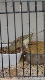 Kanarie pop te koop, of ruilen voor een raza kanarie man, Vrouwelijk, Kleurkanarie