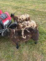 Bonte dekrammen, Dieren en Toebehoren, Schapen, Geiten en Varkens, Mannelijk, Schaap