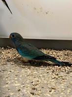 Splendid parkiet 2025, Dieren en Toebehoren, Vogels | Parkieten en Papegaaien, Mannelijk, Parkiet, Geringd