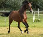 Kwpn dressuur merrie bruin 9 jaar, Dieren en Toebehoren, Paarden, Merrie, Minder dan 160 cm, Gechipt, Dressuurpaard